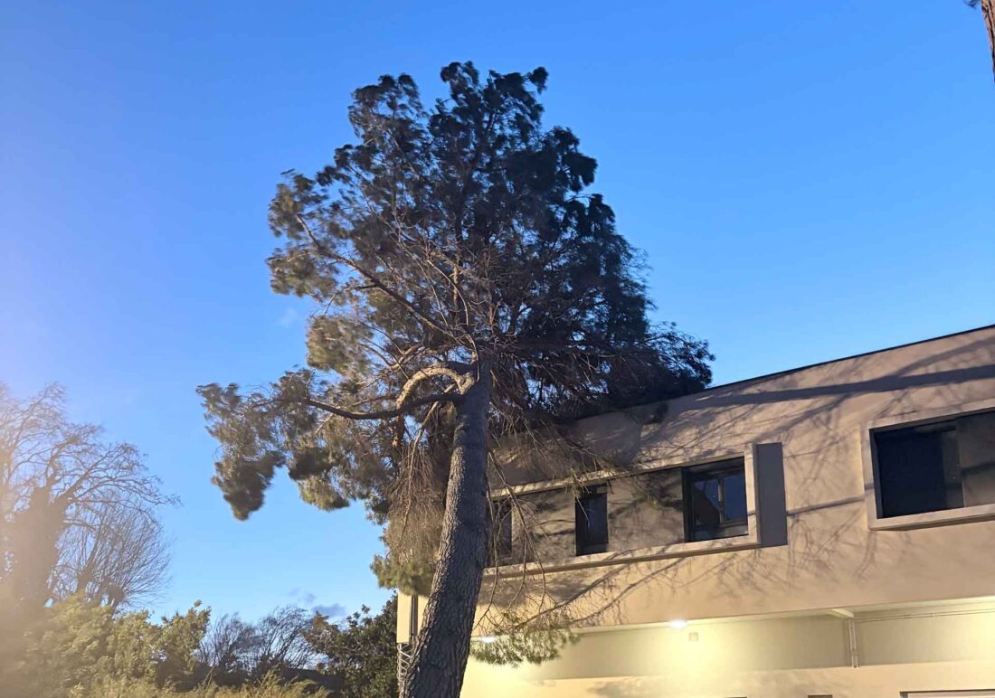 Tempête Nils : chute d’arbres à la Clinique Saint Christophe