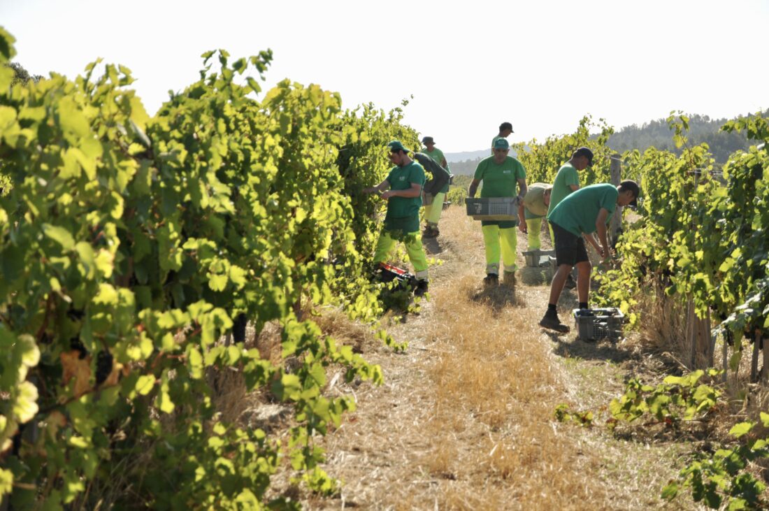 Les vendanges 2026 débutent au Domaine Aïchoux